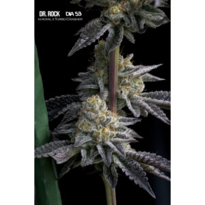 Dr. Rock Mallorca Breeders 3+1 Semillas