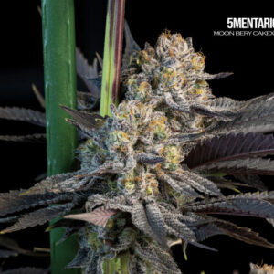 5Mentarios Mallorca Breeders 3+1 Semillas